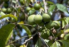 ساپوت سفید برگ پشمی